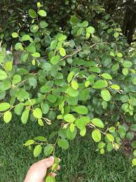 Daun bidara dараt mеmbеrsihkаn dаn mеnjаgа kesehatan kulit. Facebook