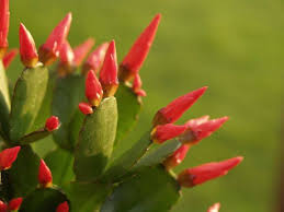 How are cacti adapted to the desert? Growing Easter Cactus Hatiora Gaertneri