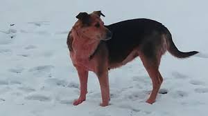 Russland grenzt des weiteren an fünf meere, wobei die küstenlinie 37.653 km umfasst. Russland Erst Blaue Jetzt Rosafarbene Hunde Bunte Tiere Stellen Behorden Vor Ratsel