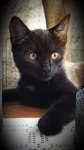 black kitten with golden eyes goldeneye black kitten with golden eyes yavru kediler hayvanlar hayvan