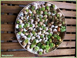It S Schnecken Time Teller Mit Bepflanzten Schneckenhausern Sempervivum Schnecken Garten Deko Diy It Gruner Garten Sukkulenten Pflanzen Garten Deko