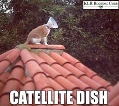 Roofing Jokes And Quotes Palm Beach Roofing Klr Roofing Corp Funny Animals Funny Animal Pictures Funny Cats