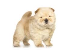 Best Quality Chow Chow Puppies For Sale In Singapore January 2022
