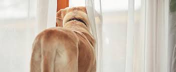 The usual adoption fee for a dog from a fostered home seems to average about $300. Top 17 Reasons You Should Adopt A Dog