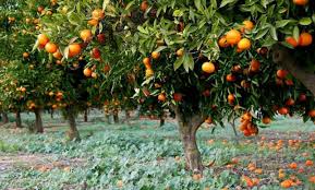 The valencia orange tree is an evergreen, flowering citrus tree. Valencia Is The Land Of Oranges 24 7 Valencia