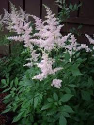 Tiny blossoms blanket stems in late winter in warmest zones and in spring in colder regions. Astilbe Japonica Europa Astilbe Flowering House Plants Blue Flowers Garden Shade Plants