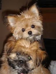 Primerna pasma prav za vsak dom. Shiranian Dog Breed Information And Pictures
