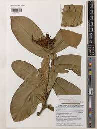 Image result for Campylospermum vogelii