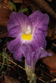 Image result for Siphonochilus aethiopicus