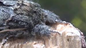 Image result for Peridea anceps