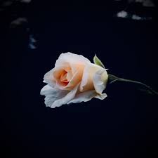 Below is a vast collection of pictures of flowers for your viewing pleasure. Beautiful Flower Dp Hd Images Free Download Image Diamond