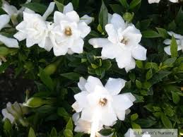 Frost proof gardenia gardenia jasminoides 'frost proof' new frost proof gardenias are new frost proof gardenias are unaffected by cold snaps and thrive on neglect. Gardenia Frost Proof Latham S Nursery