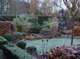 Image result for hornbeam hedge in winter