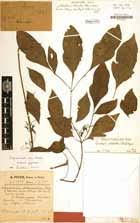 Image result for Gonatopus petiolulatus