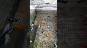 Cara Ternak Ikan Molly Balon Youtube
