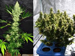 Aurora Indica By Nirvana Strain Review Grow Weed Easy
