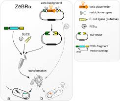 Hanson is the proud daughter of dr. Zebra A Universal Multi Fragment Dna Assembly System With Minimal Hands On Time Requirement Scientific Reports