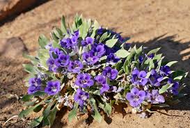 Image result for Aptosimum