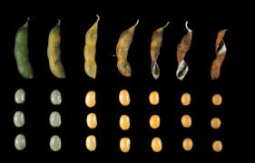 Soybean Growth And Development