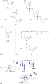 There are over a billion bases in the human genome. Sugar Phosphate An Overview Sciencedirect Topics