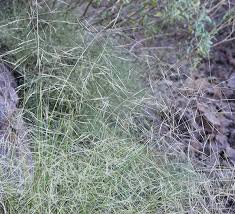 Image result for Aristida recta