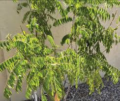 Image result for Azadirachta indica