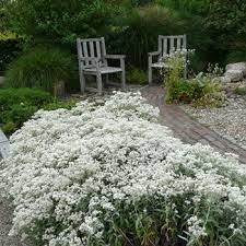 Anaphalis triplinervis silberregen das graugrüne laub des garten perlkörbchens silberregen überzieht schnell große flächen. Anaphalis Triplinervis Silberregen Perlkorbchen Silberimmortelle Mit Stauden Gestalten Steppengarten Garten Sonnige Pflanzen Stauden