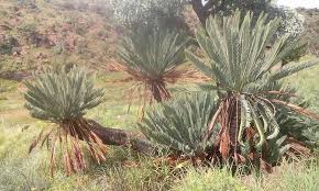 Image result for Encephalartos schmitzii