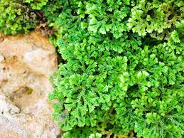 Image result for Selaginellaceae