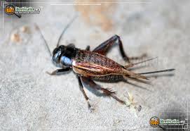 In older literature, such as imms, crickets were placed at the family level. Field Cricket Gryllus Spp