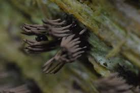 Image result for Stemonitis splendens
