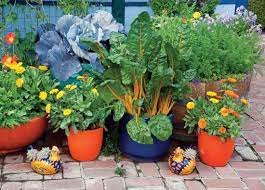 Bachelor button flowers are reseeding annuals and blooms may be single or double. Wise Pairings Mother Earth News