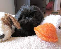 Pin On Puppy Love