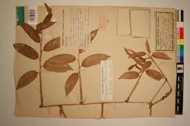 Image result for Trachyphrynium braunianum