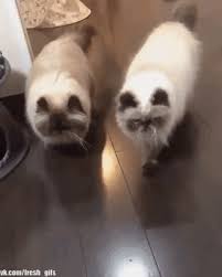 Kid Scared His Parents Gif Funny Cute Cats Cute Cats And Dogs Funny Cats And Dogs