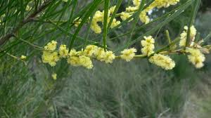 Image result for Megastachya mucronata