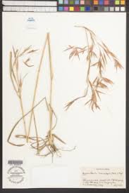 Image result for Hyparrhenia madaropoda