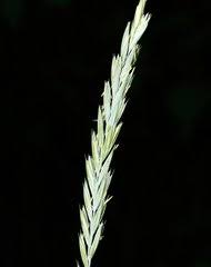 Image result for Ctenium longiglume