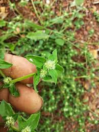 Image result for Spermacoce natalensis