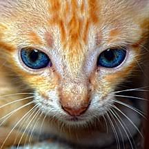 Pilihan haiwan seperti kucing, arnab, ikan atau hamster untuk si manja sangat sesuai. Kucing Wikipedia Bahasa Melayu Ensiklopedia Bebas