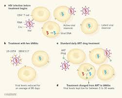 Without effective treatment of a combination of antiretroviral (arv) drugs, the immune system will become weakened to the point that it can no longer fight infection and disease. Antibodies Pose A Double Threat To Hiv