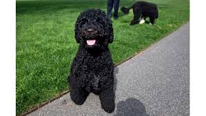 He was 12 years old. Bo And Sunny The Obama Dogs Home Facebook
