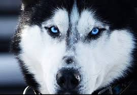 Enlerlist Com Sibirya Husky Kopek Turleri Sibirya Kurdu