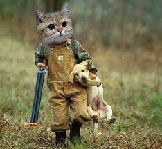 Cats Shoting At A Dog Cat Shot Dog Hd Wallpapers Update Funny Animals Cat Shots Kittens Funny