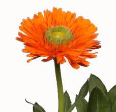 We did not find results for: Calendula Buy Bulk Marigold Flowers Online Whole Blossoms