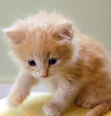 Good Morning Kitten Dior 5 June 06 2020my Mama S Mama Was A Dog Person So My Mama Had To Hide Me For 4 Days B In 2020 Kittens Cutest Cats And Kittens Cute Cats