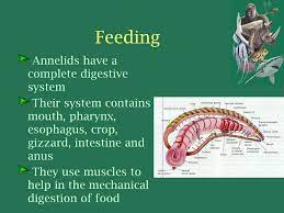 Kingdom Animalia Phylum Annelida Ppt Download