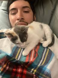 Elgin townhome stray cat looking for home