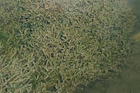 Image result for Lagarosiphon cordofanus