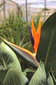 Esta magnífica flor es producida por una planta herbácea. Comprar Online Strelitzia Reginae Ave Del Paraiso Jardin Postal